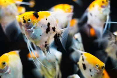 ANGEL FISH MIX