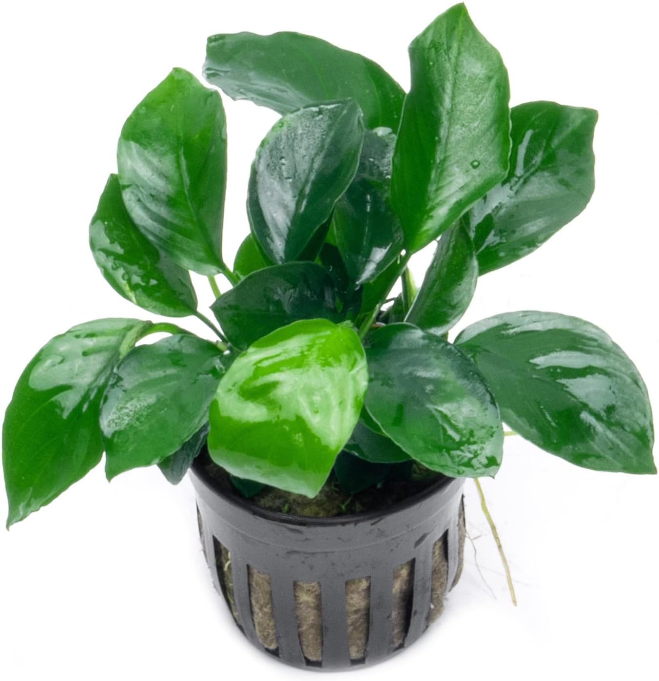 Anubias BIG Pot Plant