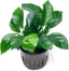 Anubias BIG Pot Plant
