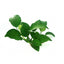 Anubias BIG Pot Plant
