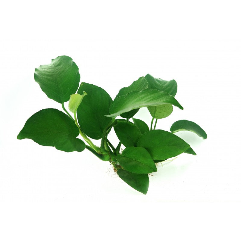 Anubias BIG Pot Plant
