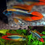 Apistogramma Fish