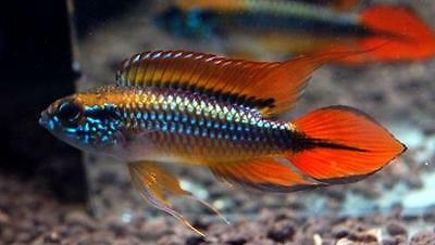 Apistogramma Fish