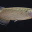 Pearl Arowana Fish 18cm pearl arowana Fish 25 cm