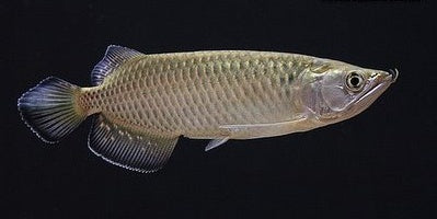 Pearl Arowana Fish 18cm pearl arowana Fish 25 cm