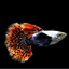 BIG EAR GUPPY MALE 3cm