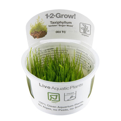 TROPICA TAXIPHYLLUM BARBEIRI 'bogor moss'