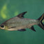 SILVER BALA SHARK