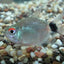 BALOON RED EYE TETRA