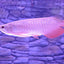 BANJER RED AROWANA 12-14cm