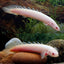 ALBINO BITCHER 10-12 CM
