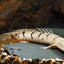 TIGER BICHIR 15-18cm