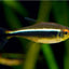 BLACK NEON TETRA 2CM