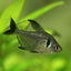 BLACK PHANTOM TETRA