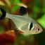 BLACK PHANTOM TETRA