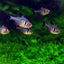 BLACK PHANTOM TETRA