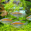 CONGO TETRA FISH