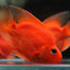 PARROT FISH 6-8cm