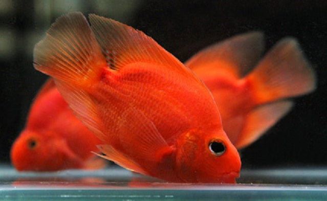 PARROT FISH 6-8cm