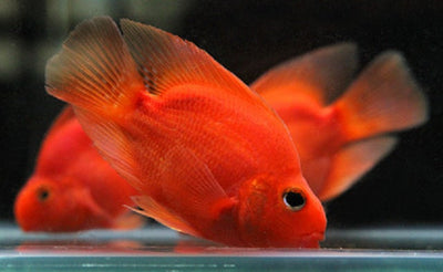 PARROT FISH 6-8cm