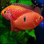 BALOON JEWEL CICHLIDS 4-5