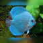 Discus Fish Mix 8cm