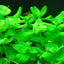 Bacopa Lanigera Variegata Pot Plant