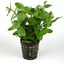 Bacopa Lanigera Variegata Pot Plant