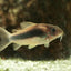 CORYDORAS