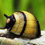 HORN SNAIL