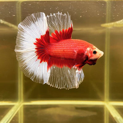 HALFMOON BUTTERFLY  BETTA