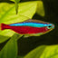 wonderful freshwater fish