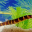 KUHLI LOACH