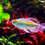 CONGO TETRA FISH