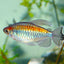 CONGO TETRA FISH