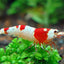 CRYSTAL SHRIMPS 1.5cm