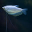 GOURAMI MIX 6cm