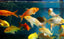 KOI CARP FISH MIX
