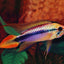 Apistogramma Fish