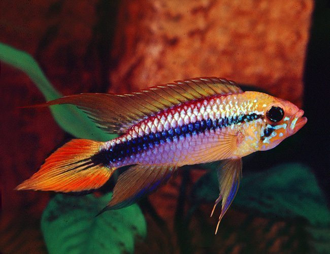 Apistogramma Fish