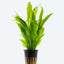 ECHINIDORUS BLEHERI POT PLANT