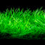HELANTHIUM TENELLUM GREEN TISSUE CULTURE CUP PLANT