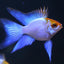 RAMIREZI FISH