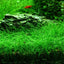 ELEOCHARIS MINI GRASS TISSUE CULTURE CUP PLANT