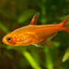 EMBER TETRA