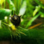 HORN SNAIL