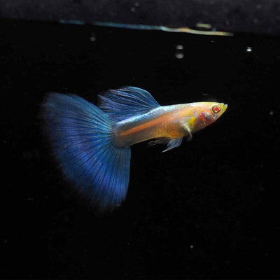 ALBINO BLUE TAIL GUPPY PAIR