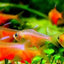 FLAME TETRA 2cm