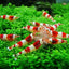 CRYSTAL SHRIMPS 1.5cm