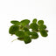 Dwarf Water Lettuce in Cup